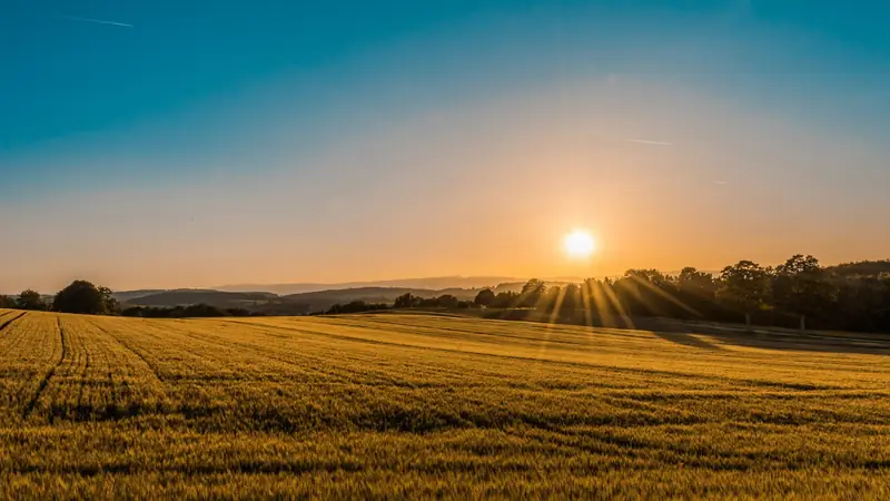 Open farmland at sunrise